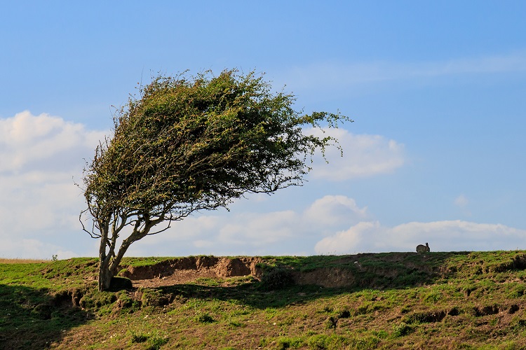 wind-blown-tree.jpg