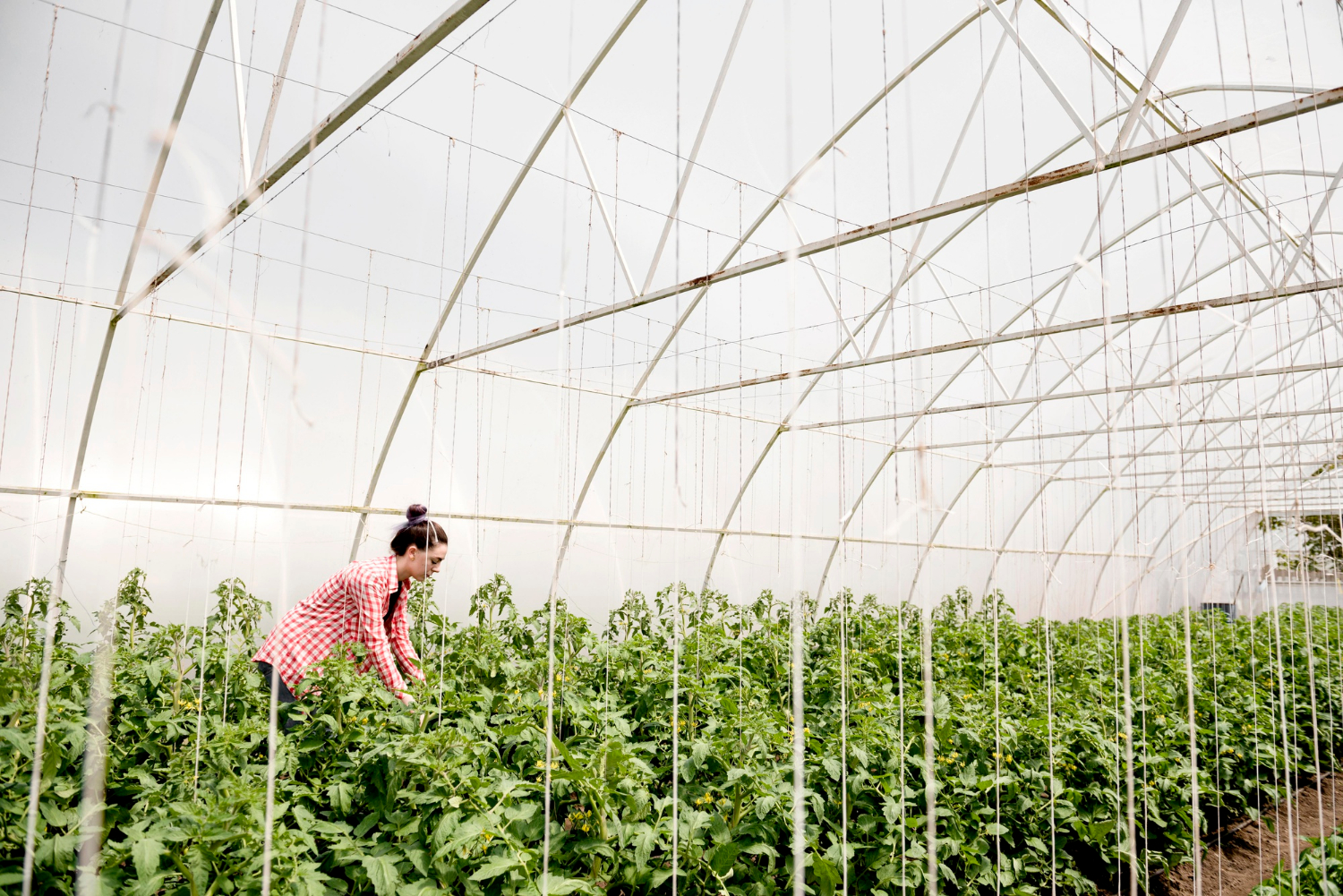 farmer-greenhouse-harvesting-veggies-long-shot.jpg