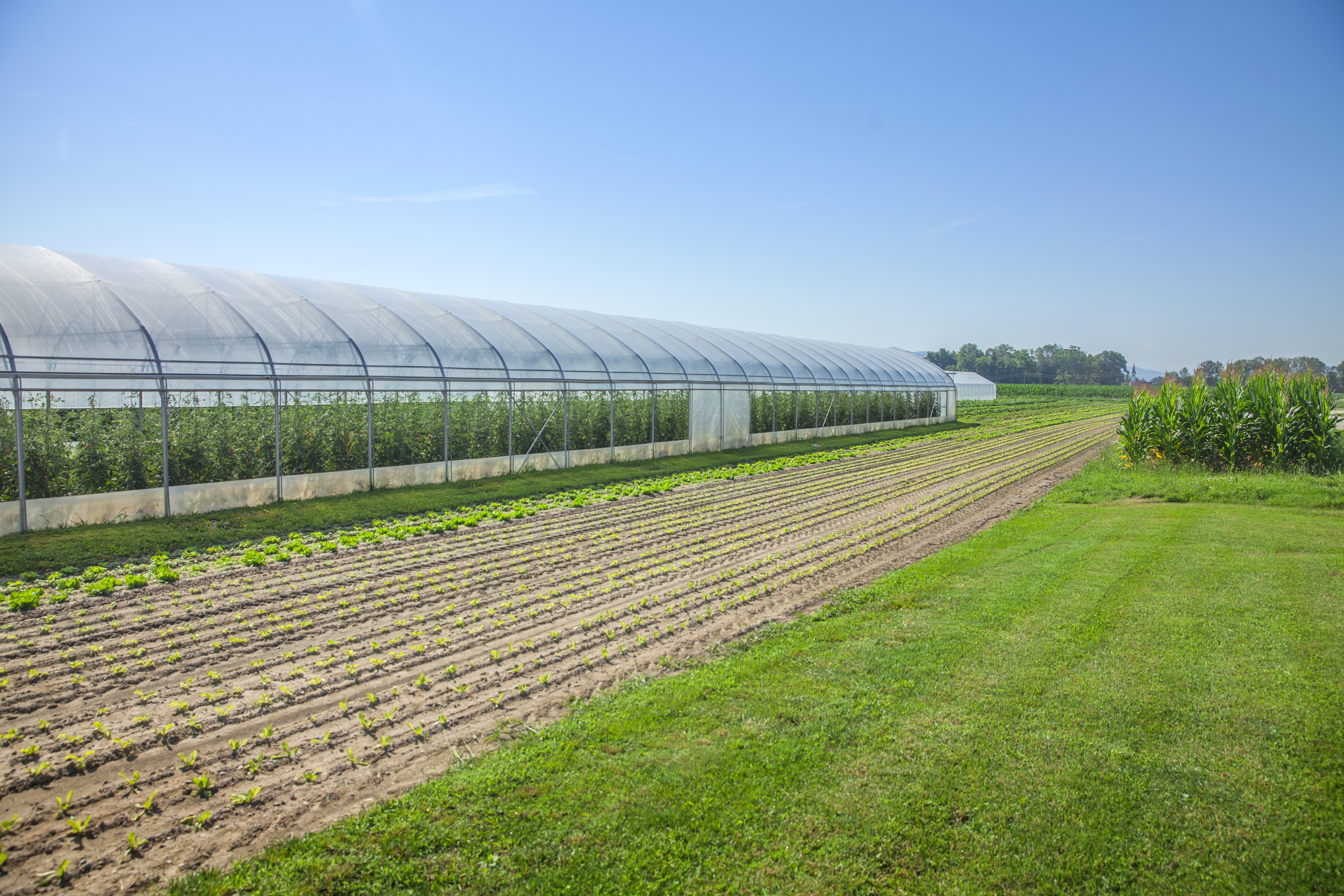 fields greenhouse